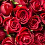 Rosenomics: Waarom de prijs van rozen varieert en waar je op moet letten